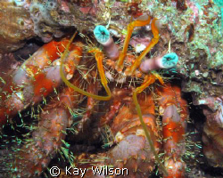 Star Eyed Hermit Crab by Kay Wilson 